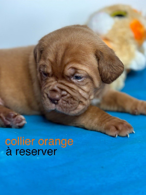 Collier orange 