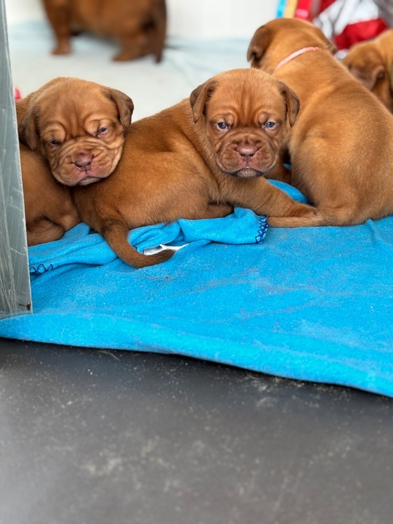 Domaine des Jolis Coeurs - Dogue de Bordeaux - Portée née le 12/09/2025