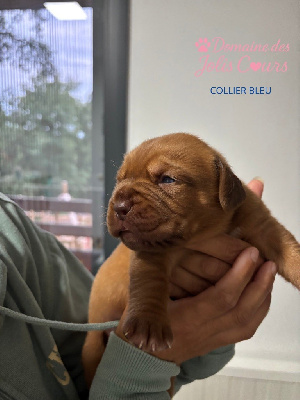 Collier bleu